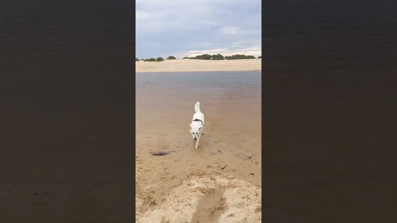 Dogs Make Us Smile! Watch This White Swiss Shepherd Playing At The Dog Beach 