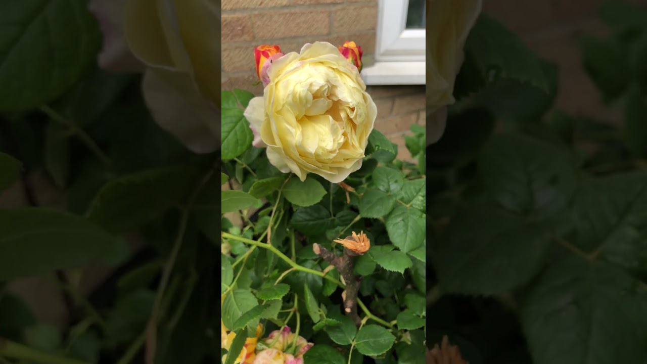 强香玫瑰系列 Fragrant Roses | Charles Darwin Rose by David Austin | 大卫奥斯汀玫瑰 查尔斯达尔文玫瑰 