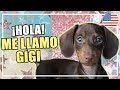 HOLA! ME LLAMO GIGI 🐶🇺🇸MI VIDA EN EEUU | VLOGS DIARIOS | Raque Late Vlog