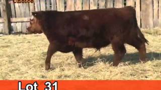 Lot 31 Cattleman's Choice 2011