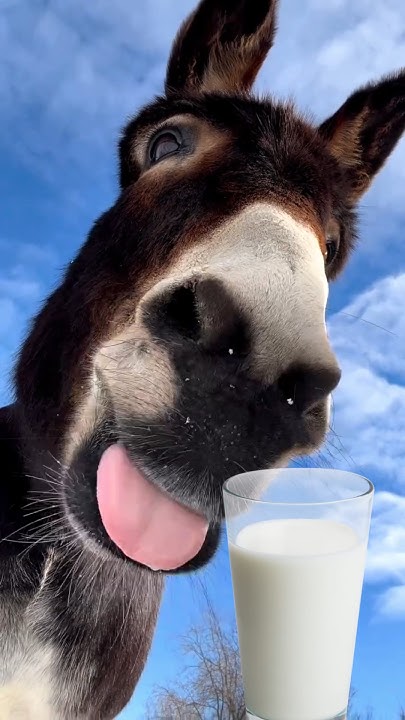 most-expensive-milk-in-the-world-donkey-milk-10000-ltr-shorts-youtube