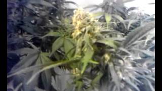 Race 2420 ep.9  Day 58 and flower day 41