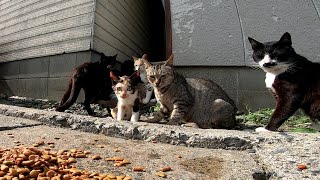 突撃　猫島の昼ごはん
