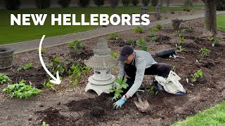 Planting Hellebores in Hosta Bed