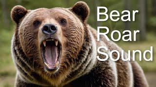 Bear Roar 🐻 Bear Sound | Faced with a Bear | Grizzly Bear Sound Effect