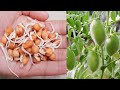 How to grow CHICKPEAS from SEED | How to grow CHICKPEAS SPROUTS / CHANA DAL plant at Home