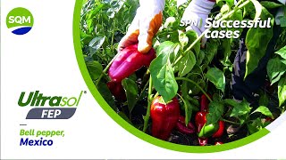 SPN Successful cases, Bell pepper – Mexico