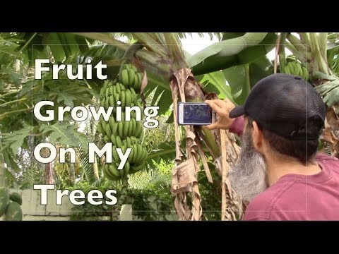 Fruit Trees In My Yard with Fruit on Them!
