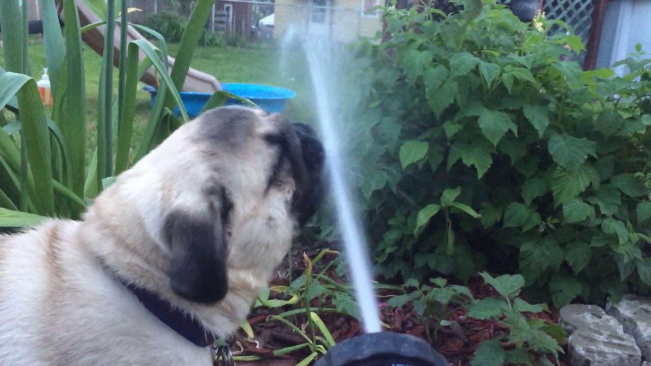 A pug drinking directly from a hose YouTube