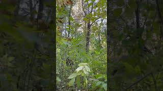 Autumn Forest / Осенний Лес