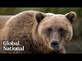 Global National Nov 23 2025 Bella Coola Bear Attack Sparks Calls To Rethink Hunting Ban Global National Nov 23 2025 Bella Coola Bear Attack Sparks Calls To Rethink Hunting Ban