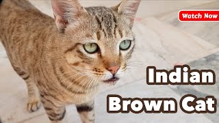 Desi Indian Cat - Indian Street Cat - Brown Cat