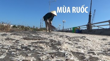 Đã mắt với mùa ruốc biển ở xứ Bạc Liêu