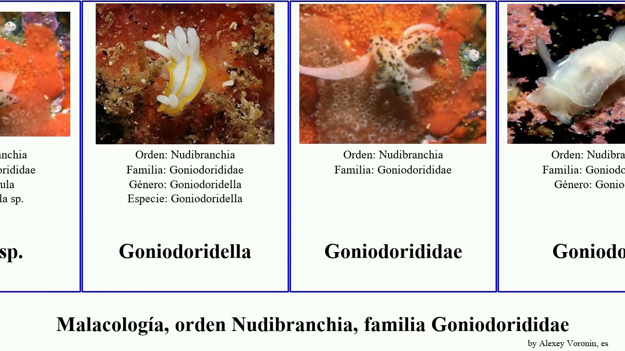 Malacología, orden Nudibranchia, familia Goniodorididae goniodoris felis mollusca castanea citrina