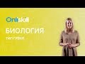 Биология 7 класс : Тип Губки