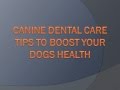 Heal your dog naturally[review][scam][best product][how to]