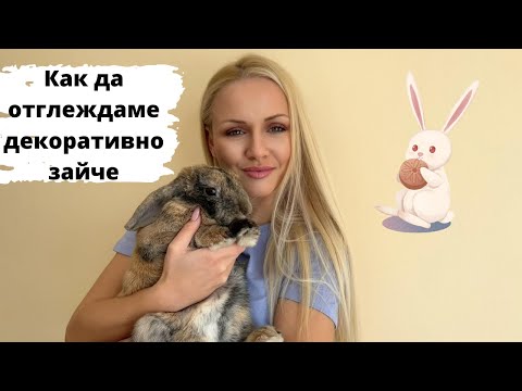 Видео: Как да отглеждаме маслиново дърво от семена (със снимки)