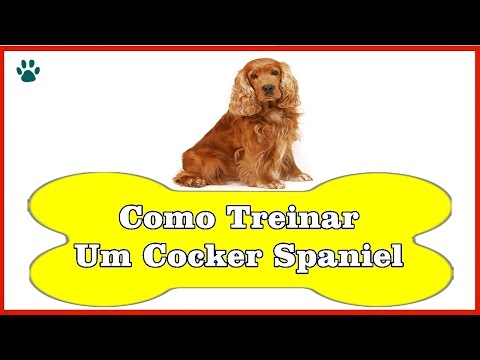 Vídeo: Como Ensinar Um Spaniel