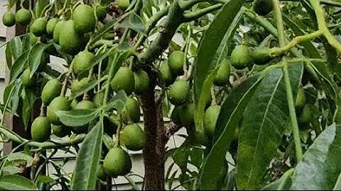 Vườn cây ăn trái nhiệt đới duy nhất ở Bắc Cali 