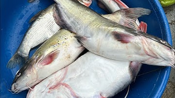 Bữa cơm trên rừng sâu của 3 anh vùng cao / lạc vào rừng nguyên sinh! 