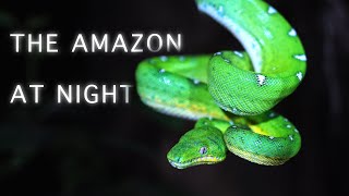 The Amazon Rainforest of Peru at Night - Nature 4K