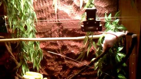 Green tree python vs mouse