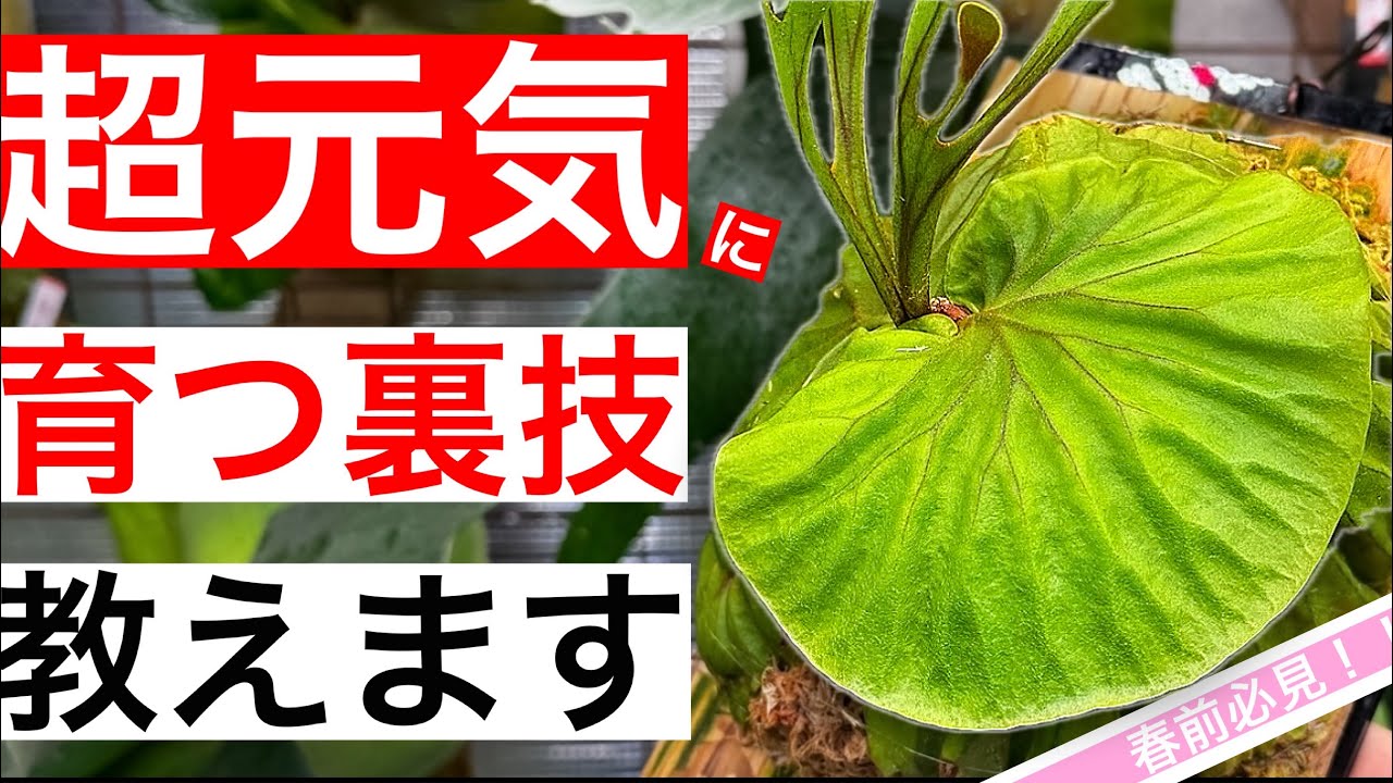 【ビカクシダ】成長期に