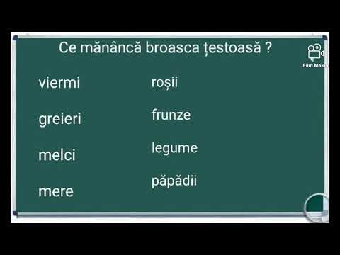 Video: Broaște de copac australian: tipuri, întreținere, îngrijire