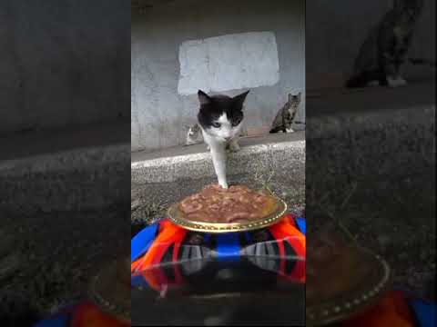 Самый смелый — самый сытый