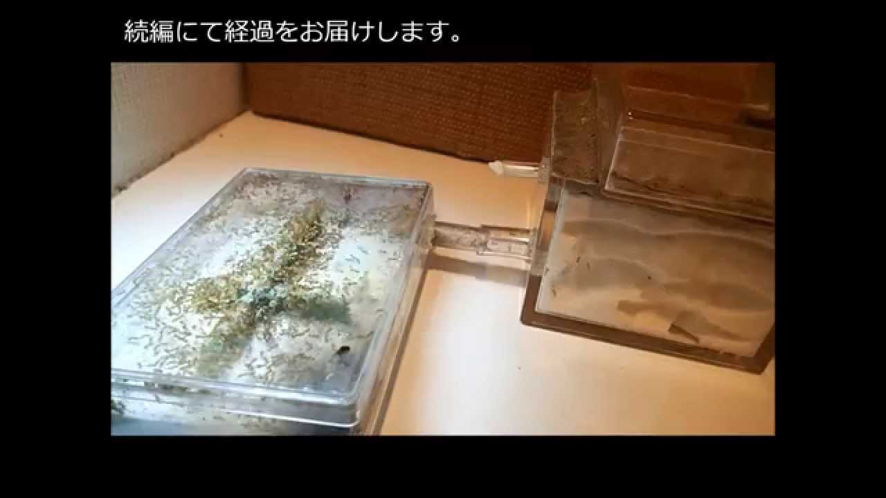 製作編 自作アリ飼育ケースの製作 自作アリ飼育セット 蟻の巣 キイロシリアゲアリ Formicarium Of My Own Work 自由研究 昆虫観察 動画 女王アリ 働きアリ Youtube 製作編 自作アリ飼育ケースの製作 自作アリ飼育セット 蟻の巣 キイロシリアゲアリ Formicarium Of My Own Work 自由研究 昆虫観察 動画 女王アリ 働きアリ Youtube