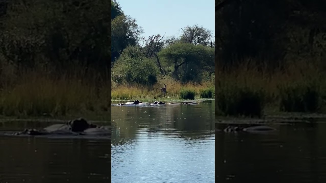THE HIPPOS OF LAKE PANIC - PART 6 