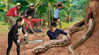 Shocking: Giant Python Attacks Disabled Boy, Brave Female Hunter Fights Giant Python to Rescue