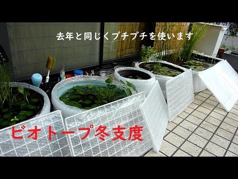 プチプチで冬越し準備 ピカピカめだかのビオトープ Preparation For The Winter Of Bio Tope Youtube