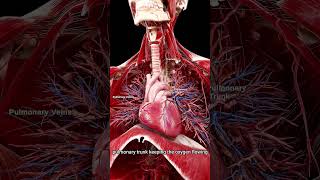3d Heart and Diaphragm #shorts #anatomy #meded #science #hard