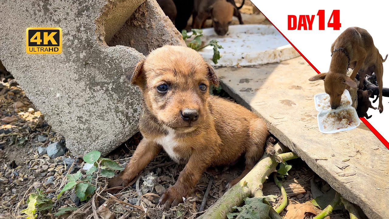 KrHOM DOG DAY 14 Puppies After Eat YouTube krhom-dog-day-14-puppies-after-eat-youtube