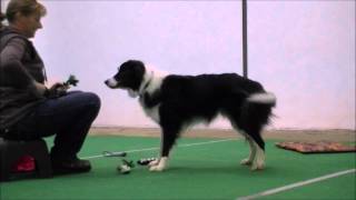 dog learns match to sample.wmv