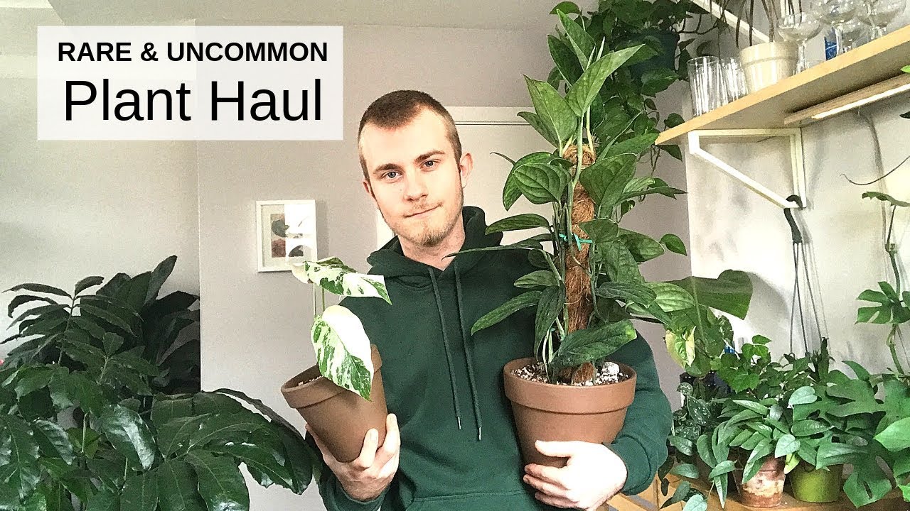 Rare & Uncommon Houseplant Haul | April 2019