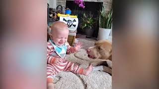 baby with cats|| child laughing with pets..