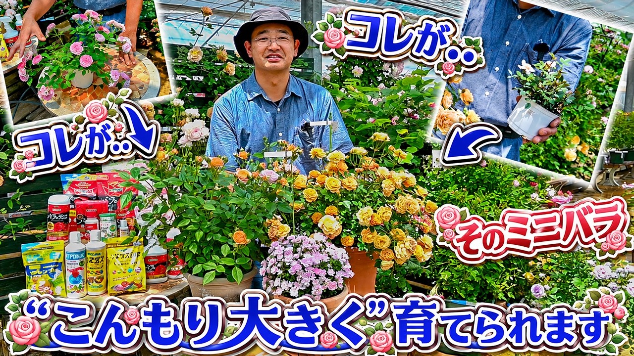 誰にでも出来ちゃう!?[いま大人気・大注目のミニバラ]を【上手に