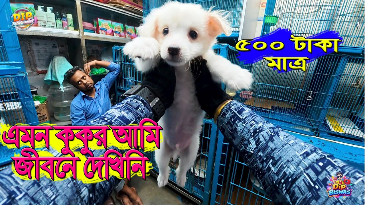 মাত্র ৫০০ টাকায় কুকুর কি করে সম্ভব  | Vlog Video  | Dip Entertainment