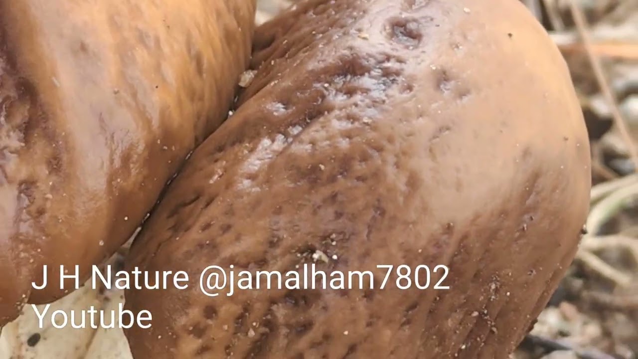 05 - Poplar fieldcap mushroom, (Cyclocybe cylindracea), Pholiote du peuplier, champignon,  فطر الحور