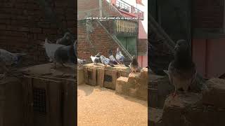 chalo tumhen apna shock dikhao #kabutar #shock #viral #video #kabootar#birds#viralstory #trend#audio