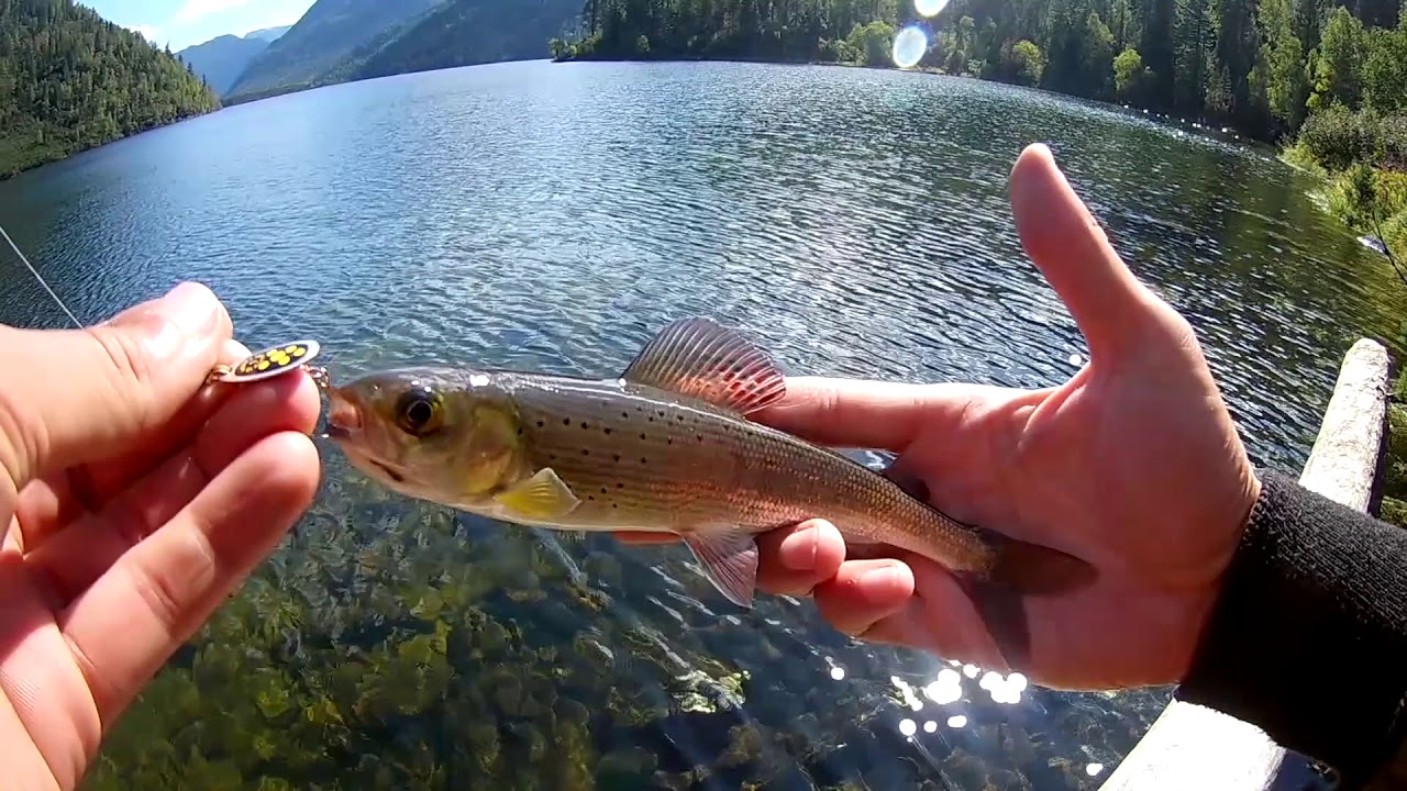хариус в вологодской области. река лутосня хариус. блесна на тайменя. нахлыст на хариуса. рыбалка на хариуса видео.