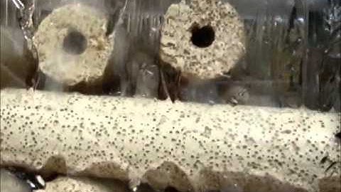 Lọc tràn trên, dàn mưa cho cá rồng carong.vn