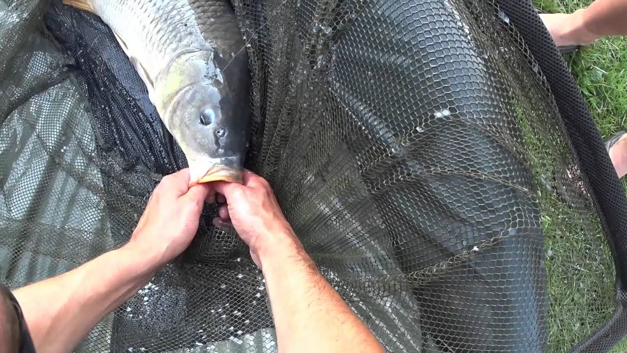 Buffalo and Common Carp Fishing Wisconsin. YouTube