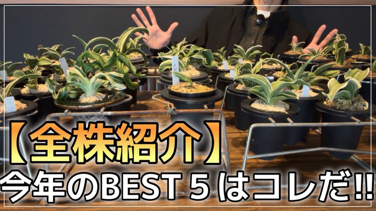 【増えすぎ注意2025】万年青系YouTuberの全株紹介‼︎