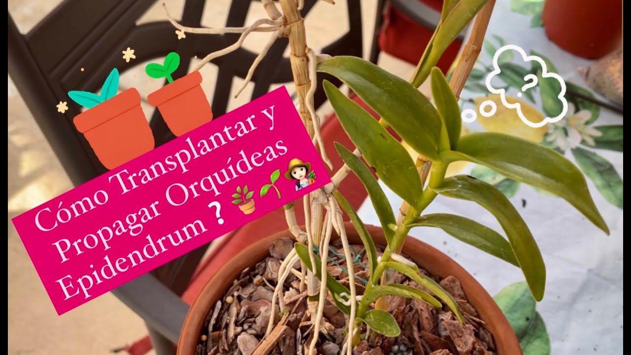 ✅Cómo Transplatar y Propagar Orquídeas Epidendrum⁉️🪴🌱👩🏻‍🌾