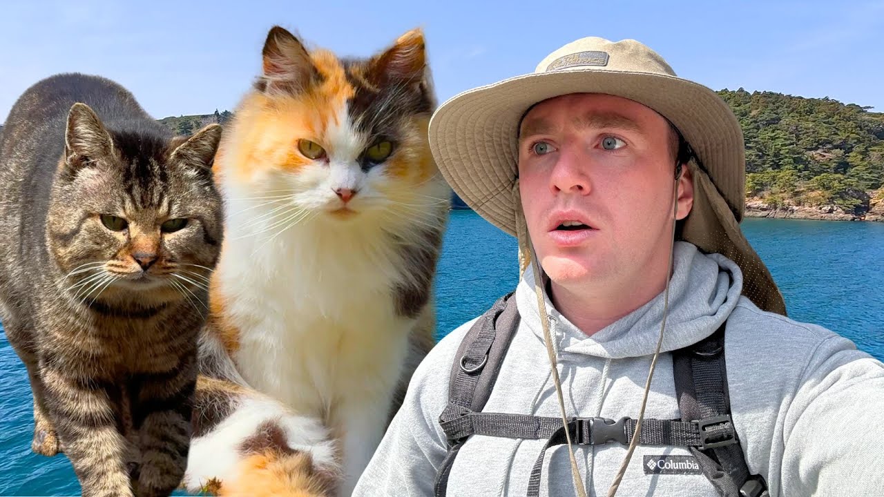 I visited a cat island in Japan…. (Tashirojima Island)