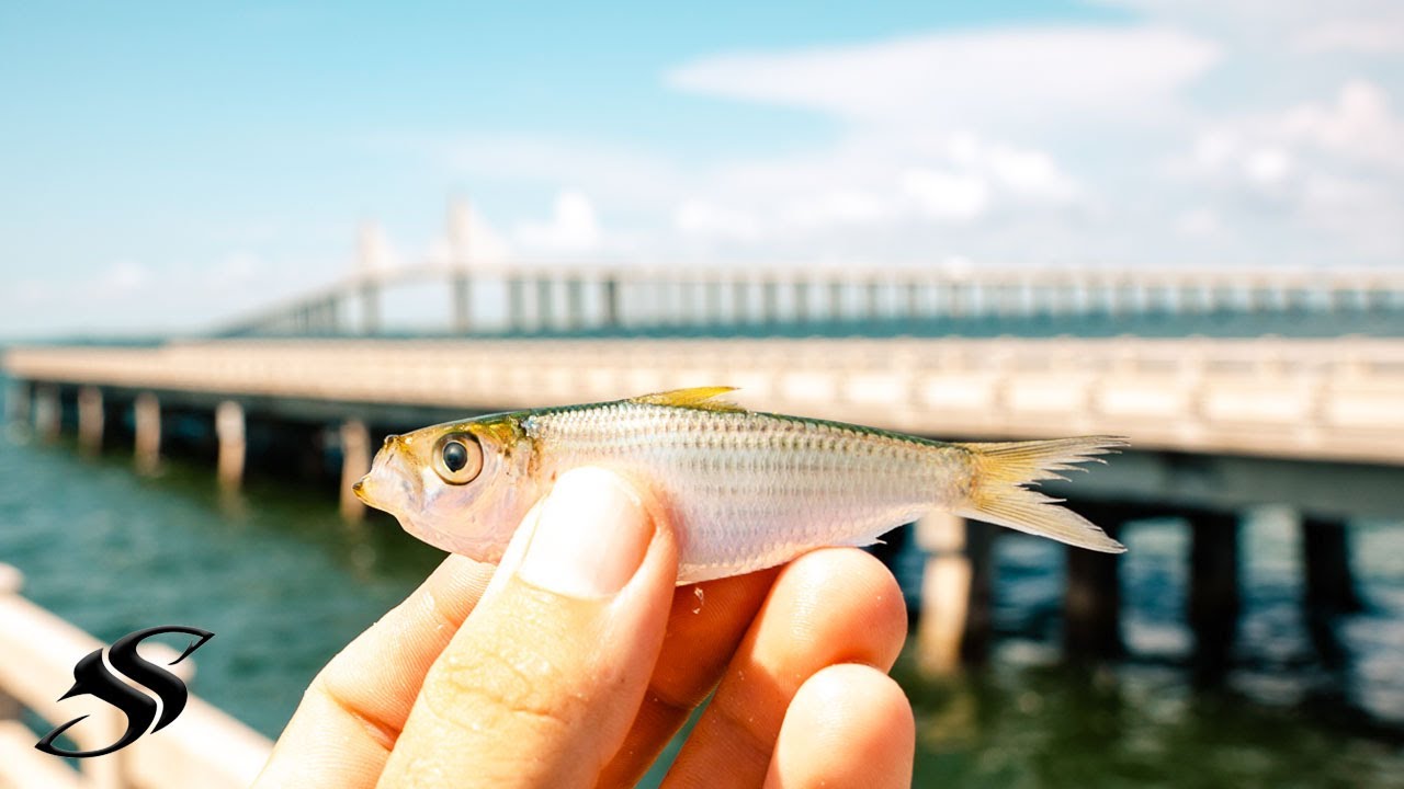 Small Baits Catch Big Fish at Skyway Fishing Pier - Ft. See Ya Dude & JC  Fishin 