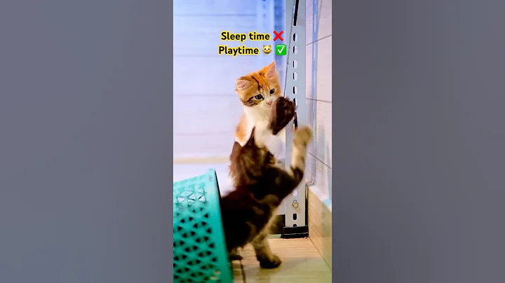 Video 9028691: mainecoon kitten kucing, mainecoon cat kucing, mainecoon catplaying, mainecoon kitten playing, adorable kitten